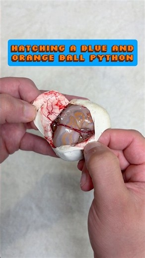 Hatching a BLUE & ORANGE Ball Python