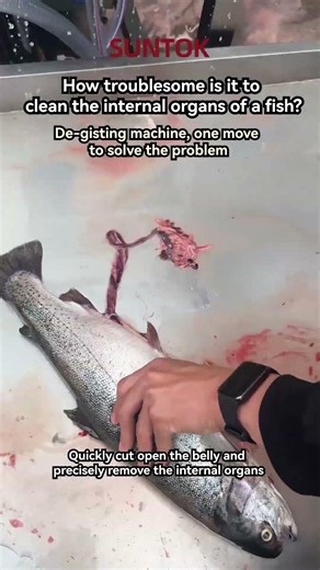 Fish Gutting Machine for Rainbow Trout