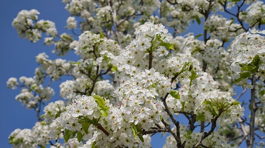 Bradford pear trees look pretty and smell like rotten fish. They're also illegal. But why?