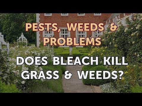 Does Bleach Kill Grass & Weeds?