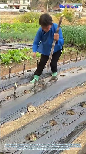 Propagación agrícola: preparación de esquejes de caña de azúcar para la siembra en el campo