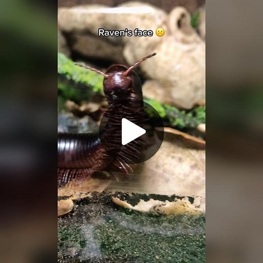 She’s too cute 🥺 | New enclosure tour coming soon!! #Millipede #GiantMillipede
