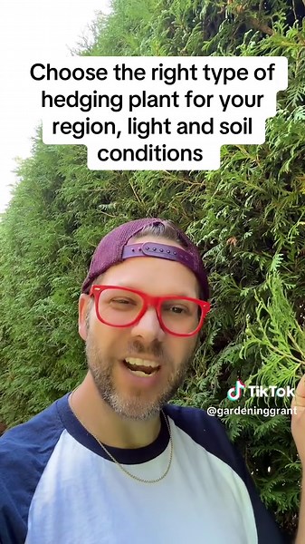 I have always coveted my mom’s mature cedar hedge (Thuja occidentalis). Hedges, especially evergreen ones, add an elegant design element to your garden - enclosure! A beautiful hedge can really frame your garden - an important structural benefit to show off your plants! And the privacy? Lust! #gardenhedge #hedge #hedges #gardendesign #landscaping #gardentips #gardentok #backyardvibes #evergreen #zone6b