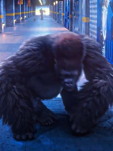 Streaming Services Comparison: Netflix vs. Prime Video