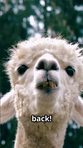 Alpaca Adventures | Fun Facts #animals #animalfacts #love