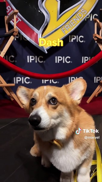 Replying to @Marvel Entertainment Two paws up for the Special Screening Hosted by #Dogpool, and special guest Leslie Uggams aka #BlindAl! 🐾 #DeadpoolAndWolverine Groomed by: @Logan: @Dash & Lili The Corgis @MattyandKaido @OlliepopMaltipoo @Marshmello the Samoyed🐻‍❄️🐾