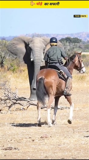 Why Wild Animals Don't Attack jungle Safari Horses