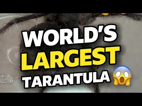 Rehousing the WORLD’S LARGEST Tarantula 😱 | Theraphosa Blondi (Goliath Birdeater)