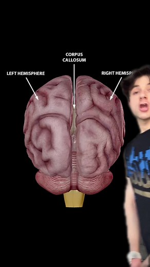 Split-brain patients #science #medicine #psychology #consciousness