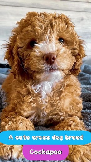 Can you tell the difference between cavapoo and cockapoo? #cutedog #cutedogbreed #cackapoo #familypets #dogbreed #dogbreedknowledge #dogknowledge