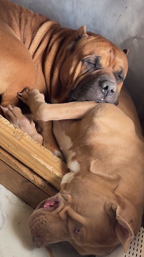 Snuggle buddies🫶🏼🐕💤 | Kareena Bigelow