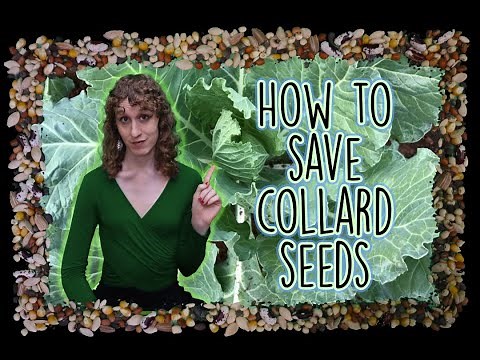 How to Save Collard Seeds