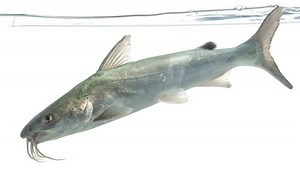 Hardhead catfish - Alchetron, The Free Social Encyclopedia