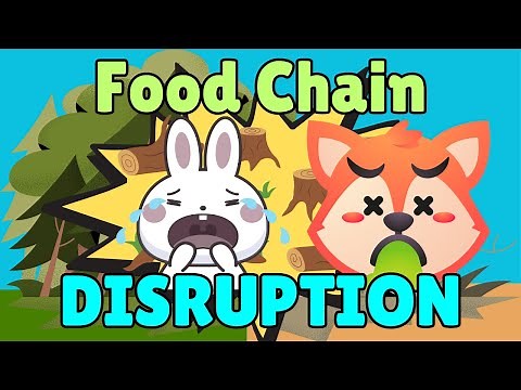 Food Chain | What happens when a food chain breaks?