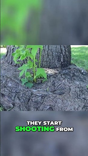 Liquid Amber Bonsai Unleashing Natural Growth Secrets!