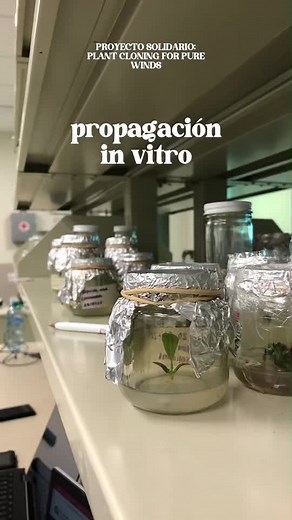 Propagación In Vitro: Clonación de Plantas para Vientos Puros