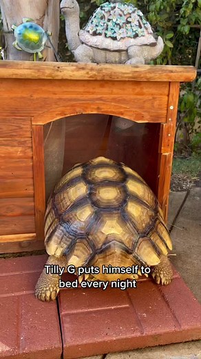 Unlikely Animal Friends: Turtle Bedtime Routine