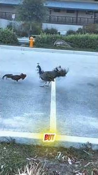 Rooster vs Peacock… Nobody Expected This #shorts #fypシ