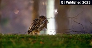Flaco the Owl Spreads His Wings, Devours Rats and Learns to Survive