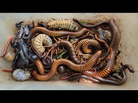 Too Many Venomous Insects I Have Caught!! Giant African Millipede, Centipede, Scorpion, Ground BUGS