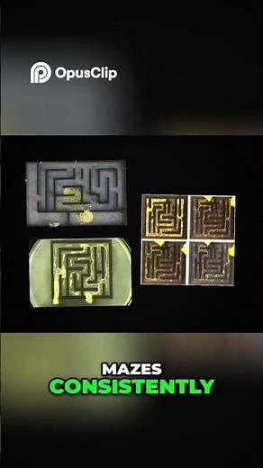 Slime Mold: The Terrifyingly Smart Maze Solver!