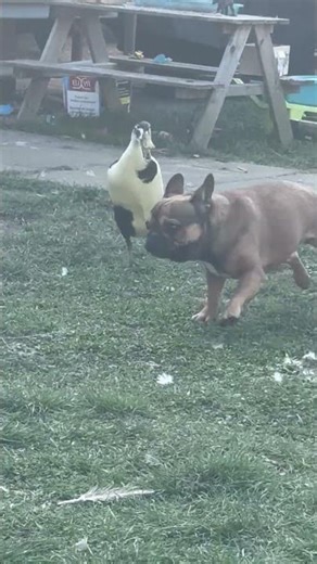 Ducks playfully chase French Bulldog in Bous, Germany