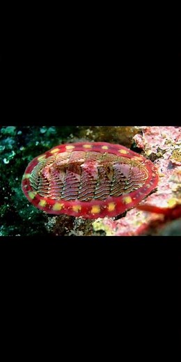 2.22.Mollusk: "Chiton"