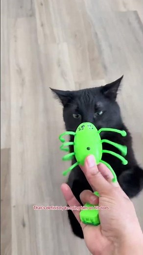 Last call for our 2026 PetSmart Chief Toy Testers 🚨