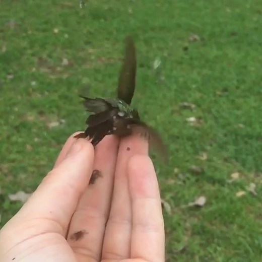 This beautiful male Ruby-throated Hummingbird was recaptured today in Costa Rica after being banded last year. This bird has flown to North-America and back again, amazing they can make this #birds #reels #foryou #fyp #viralreels #fbreels #fblifestyle #viral #trending | Ruth | Facebook