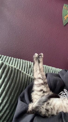 The Joy of Cats: Why They Make Great Companions