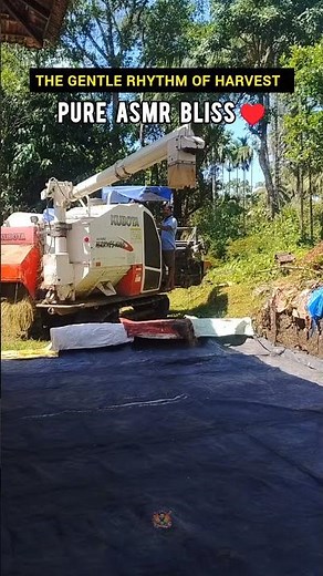 🌾 #asmr #rice #paddy #crop