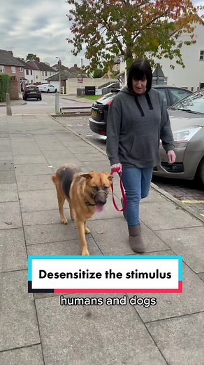 #desensitize #dogreactivity #dog #fyp #dogtraining