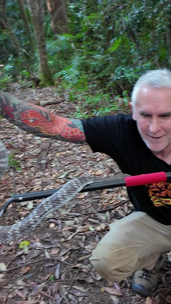 Australian mainland tiger snakes are highly venomous and should be avoided. #australia🇦🇺 #worldtraveler #animalover #conservation #education #venom #snake #inspire #bemore #japanesetradionaltattoo #jointheadventure #crittacam