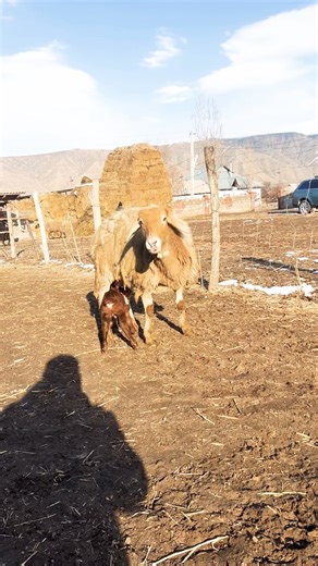 gave birth to a sheep