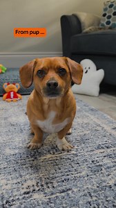 🐾Happy Howloween from our pups to yours.🎃 *Tator was compensated for his time with ✨plenty✨ of treats and belly rubs! | CVS Pharmacy