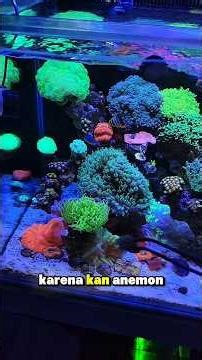 Feeding Sea Anemones in Aquarium #marineaquarium #anemone #saltwateraquariums #reeftank