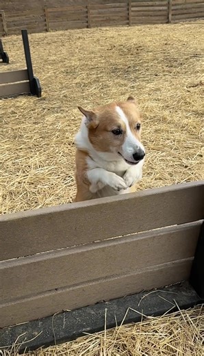 Corgi Love: Unstoppable Corgis in Action