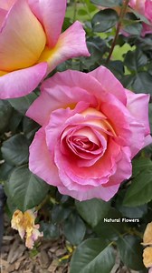 Beautiful roses in the morning | Natural flowers