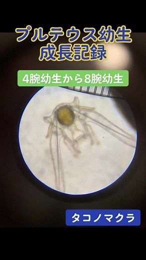 タコノマクラの成長記録とウニ原基の観察