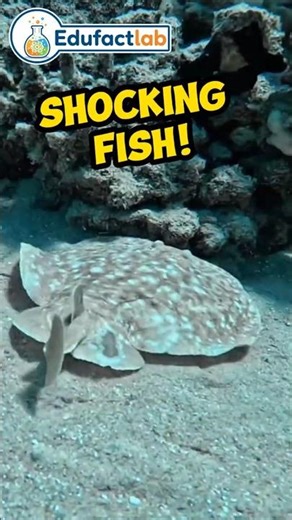 This Fish Can Shock Its Prey! The Shocking Secret of Electric Rays #animalfacts #facts #wildlife