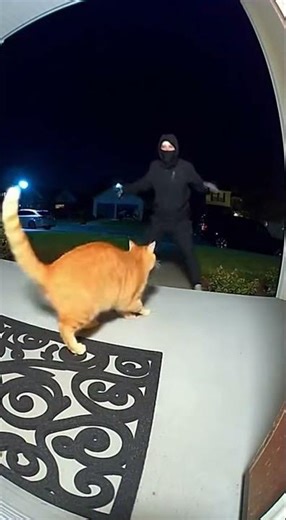CAT VS ROBBER: Doorbell Cam Showdown #funny #cat #shortvideo