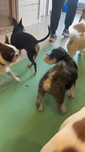 Nose Work Games for FriYAY!! We welcomed Little Artie to the LTT Pack ☺️ | Little Treetops Pet Resort | Facebook
