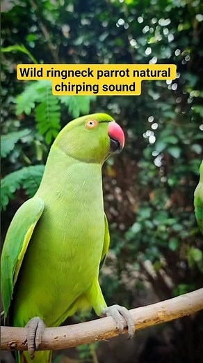 Indian ringneck parrot natural chirping sound 🥳 #parrot #birds #talkingparrot #parrottalking