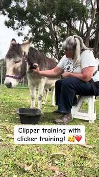 Clipper training with clicker training