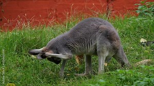 Kangaroos walk and hop slowly on mixed terrain, foraging for food. Filmed in slow motion during a mostly cloudy day with occasional sun.