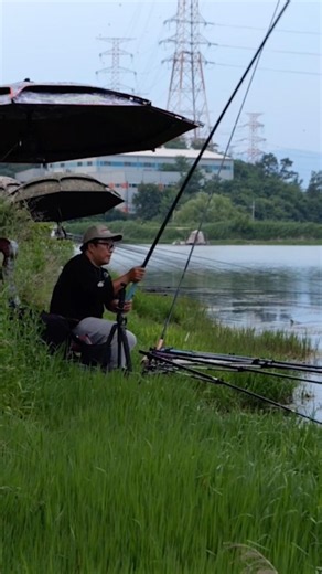 경상도 붕어 입질 #붕어낚시 #fishing #입질