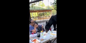 WATCH: Family sits frozen as bear leaps onto table, devours picnic