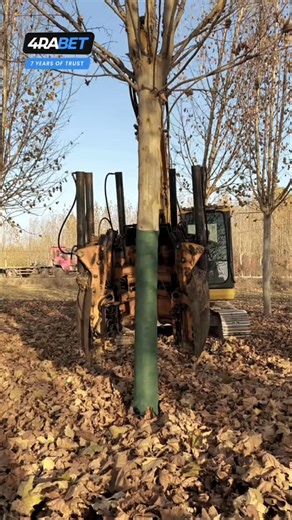 Animals Fact on Instagram: "This video captures a fascinating piece of heavy machinery in action, specifically a tree spade attachment on an excavator, designed to transplant large trees with minimal damage to their root systems. ​ ​Positioning: The excavator operator carefully aligns the massive, multi-bladed spade around the trunk of a mature tree. ​Insertion: The hydraulic blades are driven deep into the earth in a circular pattern. This effectively "cuts" a large soil ball containing the tre