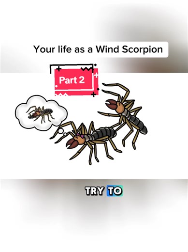 The Life and Struggles of Wind Scorpions