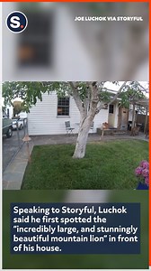 8.7K views · 157 reactions | A mountain lion that was described as “incredibly large” was caught on camera prowling around the backyard of a home in Petaluma, California. | storyful | Facebook